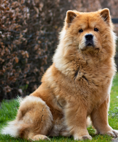 chow-chow-7130445