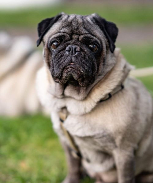 pug-4314106_1920