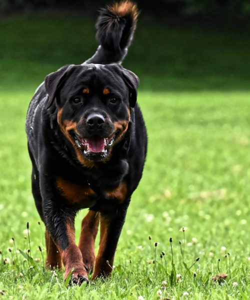 rottweiler-4415054